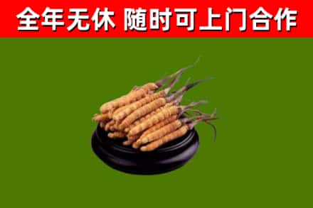龙马潭回收散虫草