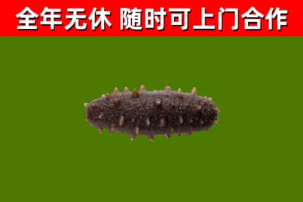 龙马潭回收海参干